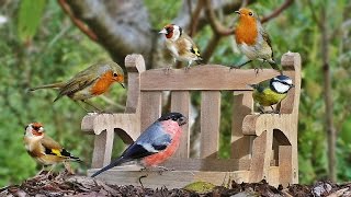 Video for Cats to Watch : Garden Birds at The Tiny Bench NEW