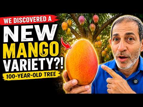 We Discovered a NEW Mango Variety?! (100-Year-Old Tree)