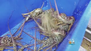 China Trade War Hits Keys Lobster Fishermen