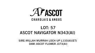ASCOT NAVIGATOR N343
