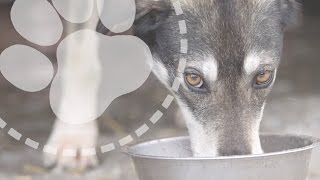 Mushing Explained: What do sled dogs eat?
