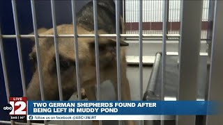 German shepherds abandoned in Genesee County pond