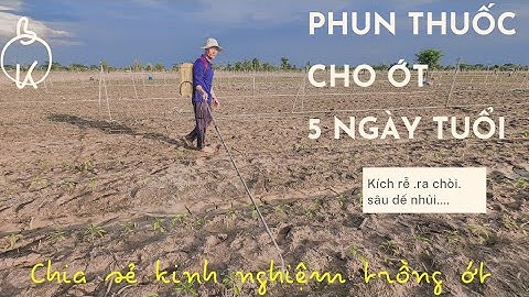 PHUN THUỐC CHO ỚT 5 NGÀY TUỔI