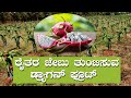 Dragon Fruit Farming | Dragon Fruit | Agriculture Tip | Farmer | ರೈತರ ಜೇಬು ತುಂಬಿಸುವ ಡ್ರ್ಯಾಗನ್ ಫ್ರೂಟ್