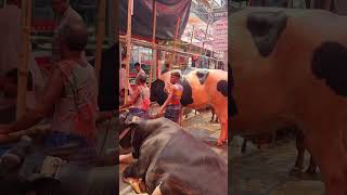 Australian collection 2024 #cowbd #cow #goru #animals #guru #hamba #kurbani #guruguru