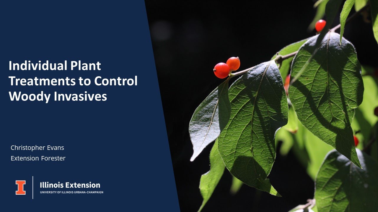Individual Plant Treatments to Control Woody Invasive Plants