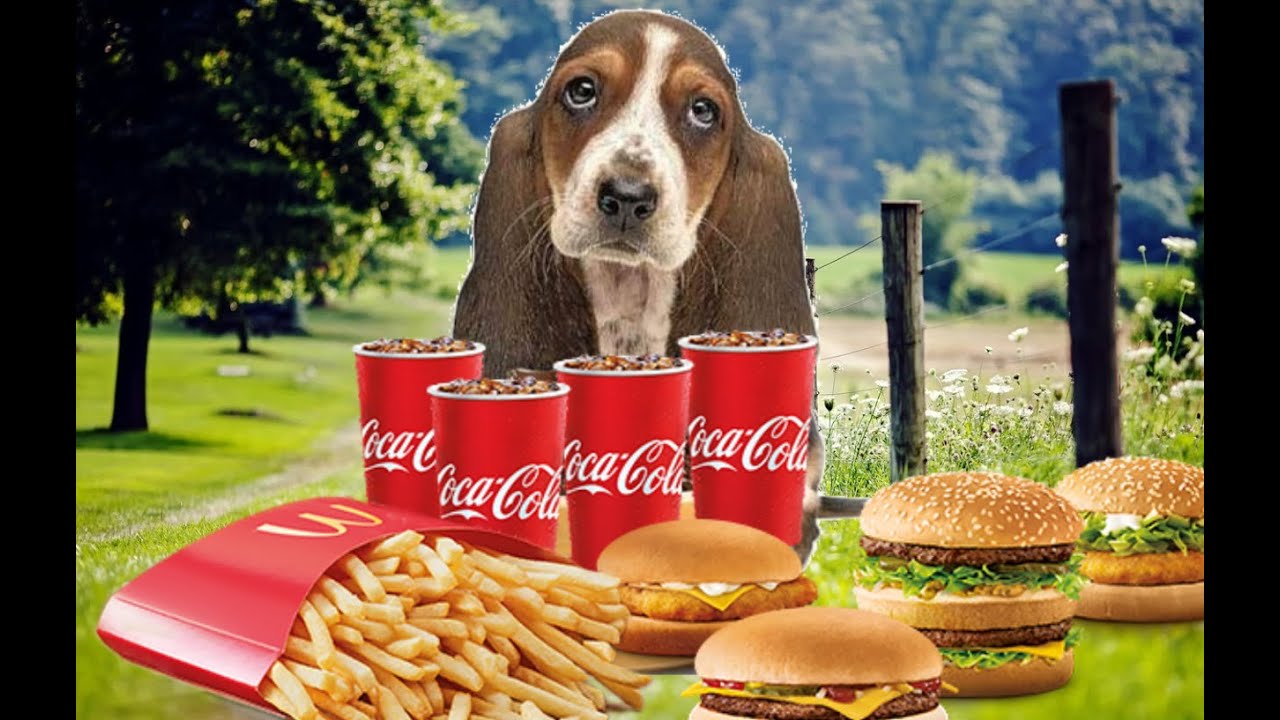 Homeless Dogs Eating McDonald's Menu Burgers YouTube