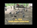 La gallina de Guinea