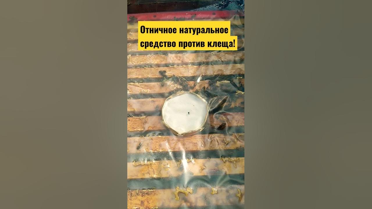 Отничное натуральное средство против клеща варроа #варроа #клещ # ...