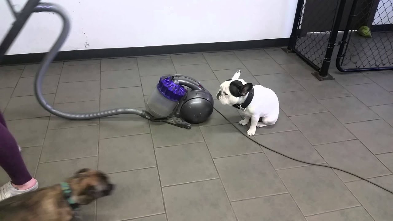 French Bulldog Loves Dyson Vacuum YouTube