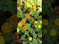 Various Kinds Of Marigold 🏵🌱