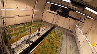 GrowRoomUpdates: Starting Cubes