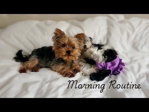 Yorkie Morning Routine 🐾 | Playtime, Breakfast & Cozy Couch Moments!