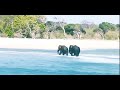 elephant guardians. Let's save the nature and animals