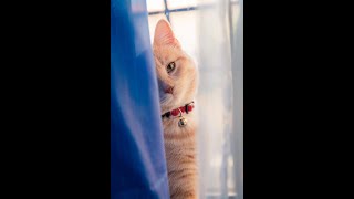 Cute Kitten