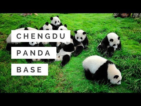 Video: Basis Penelitian Penangkaran Panda Raksasa di Chengdu