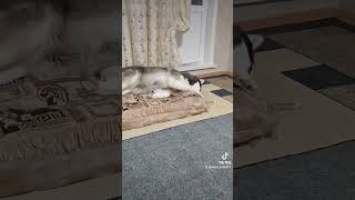 лентяйка высшего уровня 😂 #husky #shortvideo #всемпривет