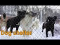 Dog shelter. Приют Новосибирского центра по проблемам домашних животных