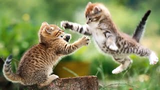 You Won’t Believe What These 2 Cats Just Did 😺🤣💫❤️ #cute #shortvideo