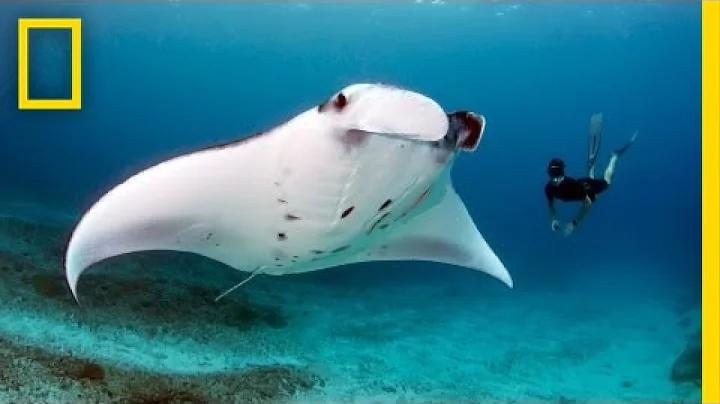Andrea Marshall: Queen of the Manta Rays | Nat Geo...