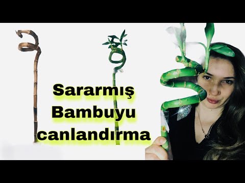 Video: Dracaena kök çürükləri - Qarğıdalı bitkisinin gövdəsinin qara rəngə çevrilməsinin səbəbləri