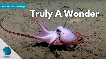 Windows to the Deep: Truly A Wonder