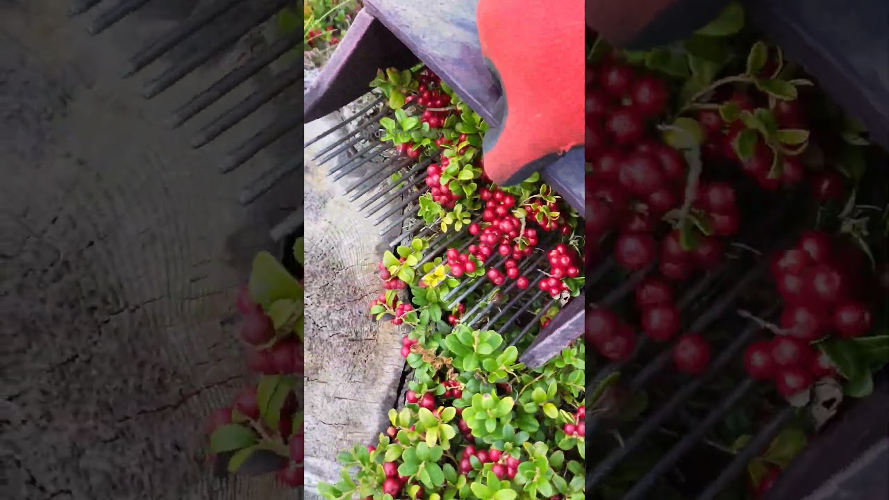 Lingonberry picking 