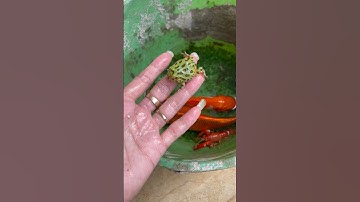 Bắt con cá cảnh dễ thương, con ếch xanh , cá vàng , tôm hùm , cá nước ngọt, cá đẹp , cá koi #bắtcá