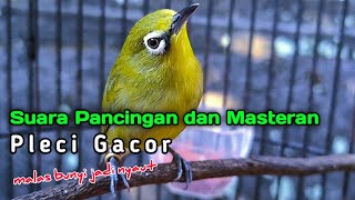 Download Lagu suara pancingan dan masteran pleci gacor