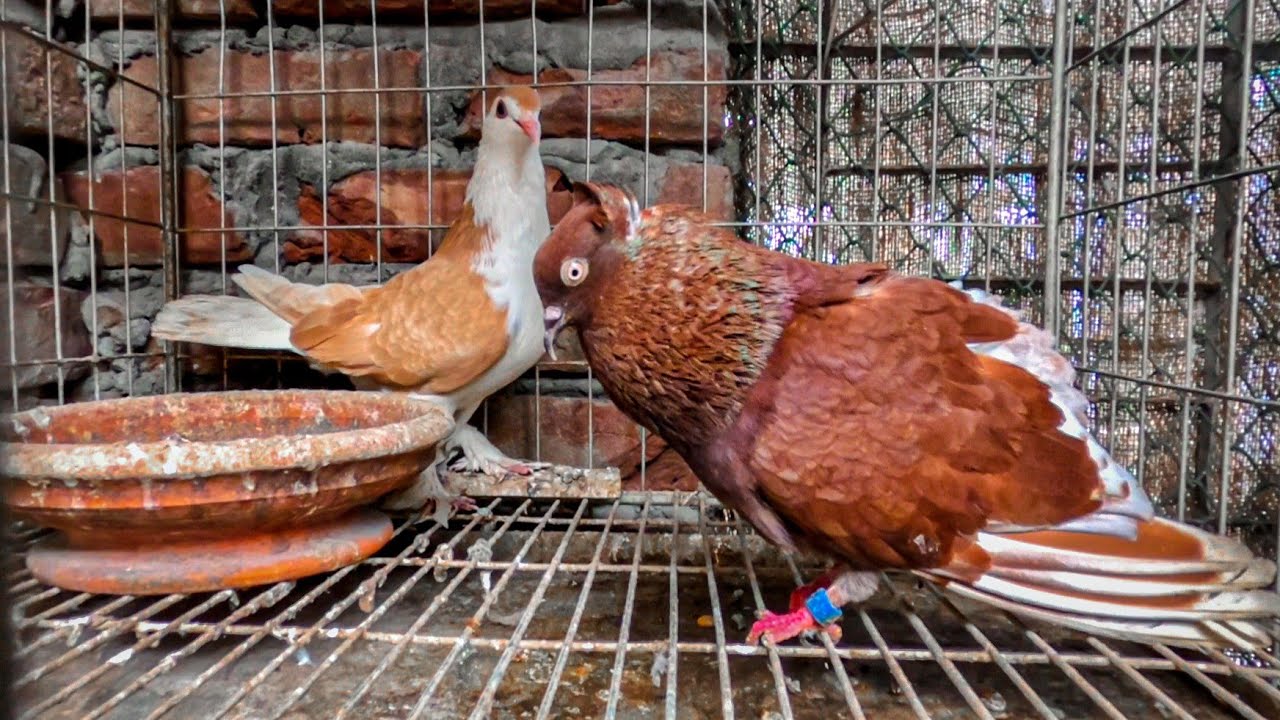 অবশেষে সিরাজি কবুতরটি জোড়া দিলাম | Pigeon crossbreeding