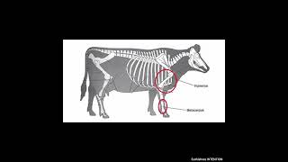 Bone Present In Forelimbanatomy Of Animal