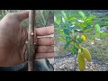 Jackfruit Grafting Technique