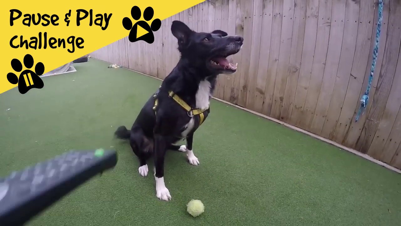 wales wisconsin Pause and Play Challenge ⏸▶️ | Dogs Trust