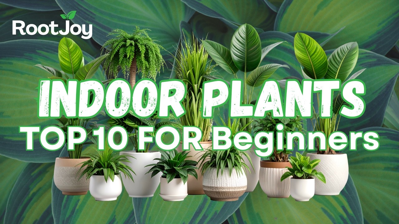 Top 10 Indoor Plants Every Beginner Should Grow | RootJoy