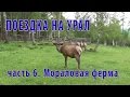 Поездка на Урал #6. Мараловая ферма.