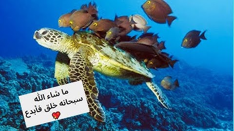 Surah Al-Fatiha سورة الفاتحة / بدون حقوق النشر /