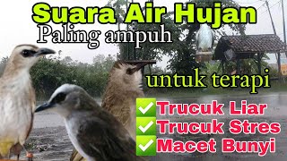 Terapi TRUCUKAN  Biar Cepat GACOR ~ dengan SUARA AIR HUJAN membuat TRUCUK ROPEL PANJANG