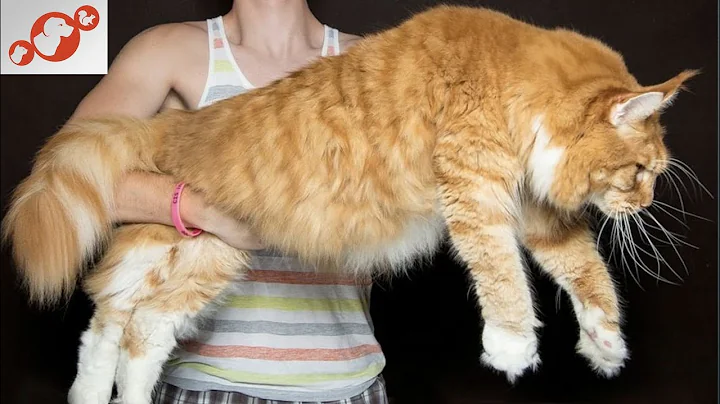 Watch the video about 🐈 Cats Bigger Than Dogs – TOP 10 Largest Cat Breeds in the World!