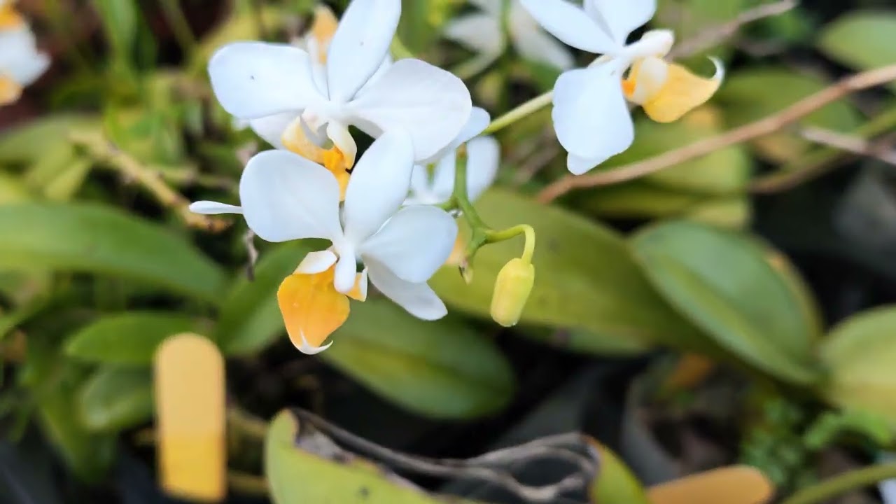Yellow-lipped Phalaenopsis - YouTube
