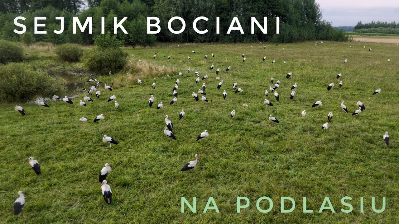 Piosenki O Bocianie I żabce Sejmik bociani na Podlasiu - YouTube
