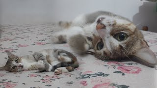 She spins 6 times in a row - Funny And Cute Cat video [ Dolly ]