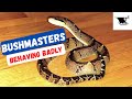 Bushmaster Fierce Feeding Behavior | Worlds Largest Pit Viper Strikes