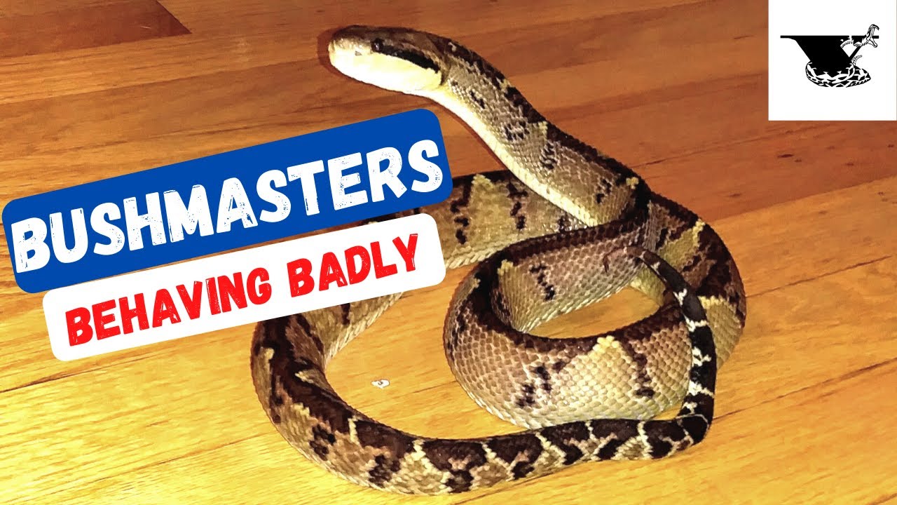 Bushmaster Fierce Feeding Behavior Worlds Largest Pit Viper Strikes bushmaster-fierce-feeding-behavior-worlds-largest-pit-viper-strikes