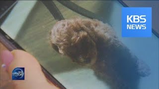 REGULATIONS ON PET FUNERALS / KBS뉴스(News)