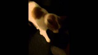 Yassssss cat vine 2