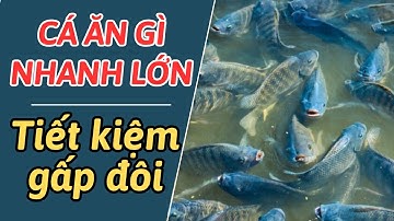 Cá rô phi ăn gì mau lớn? cách phối trộn thức ăn tự làm hiệu quả gấp đôi  II CẨM NANG CHĂN NUÔI