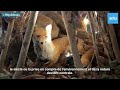 Dcouvrez le monde enchant de la maison parra   marmande