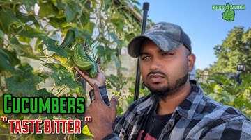Why do cucumbers taste bitter | How To Fix This Problem |