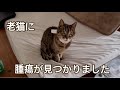 老猫の現状について...腫瘍が見つかりました