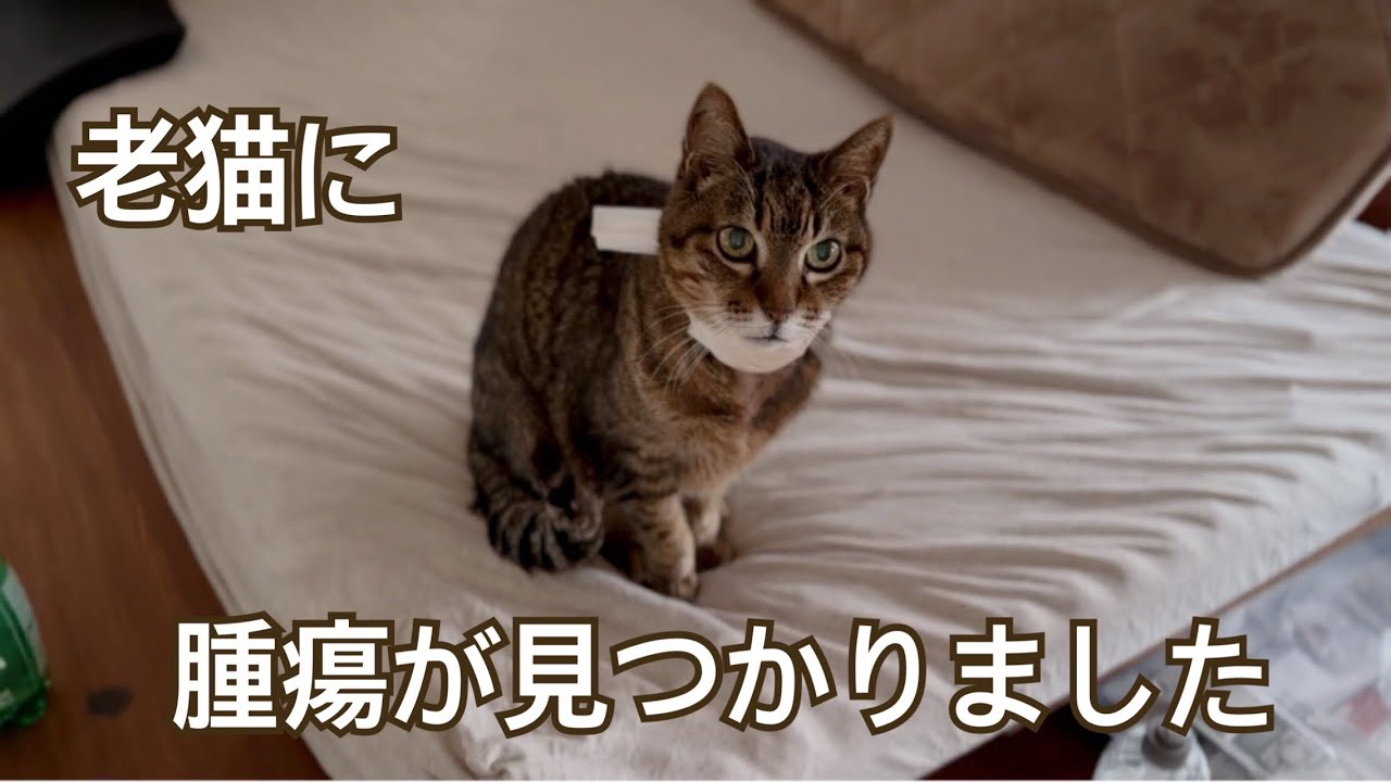老猫の現状について...腫瘍が見つかりました